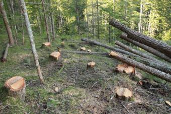 Masallı rayonunda ağacların qanunsuz kəsilməsi ilə bağlı cinayət işi başlanıb